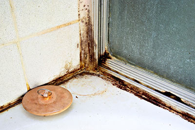 Mould Remediation Recommendations
